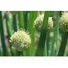 Hundredfold 1000 Japanese Evergreen White Stem Green Onion Seeds, Scallion