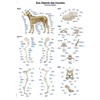 Educational Board "The Skeleton of the Dog", 50 x 70