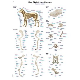 Educational Board "The Skeleton of the Dog", 50 x 70 cm