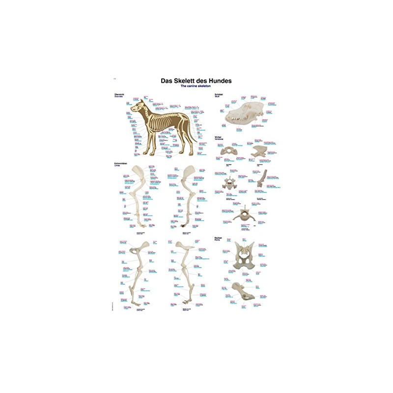 Educational Board "The Skeleton of the Dog", 50 x 70
