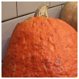 Everwilde Farms - 1/4 Lb Hubbard Golden Winter Squash Seeds - Gold Vault