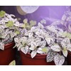Un-Edison+ 14W Grow Light A19 150W Replacement LED Red &