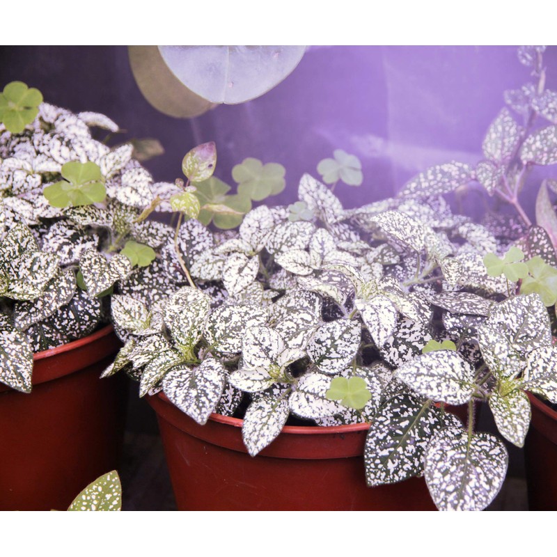 Un-Edison+ 14W Grow Light A19 150W Replacement LED Red &