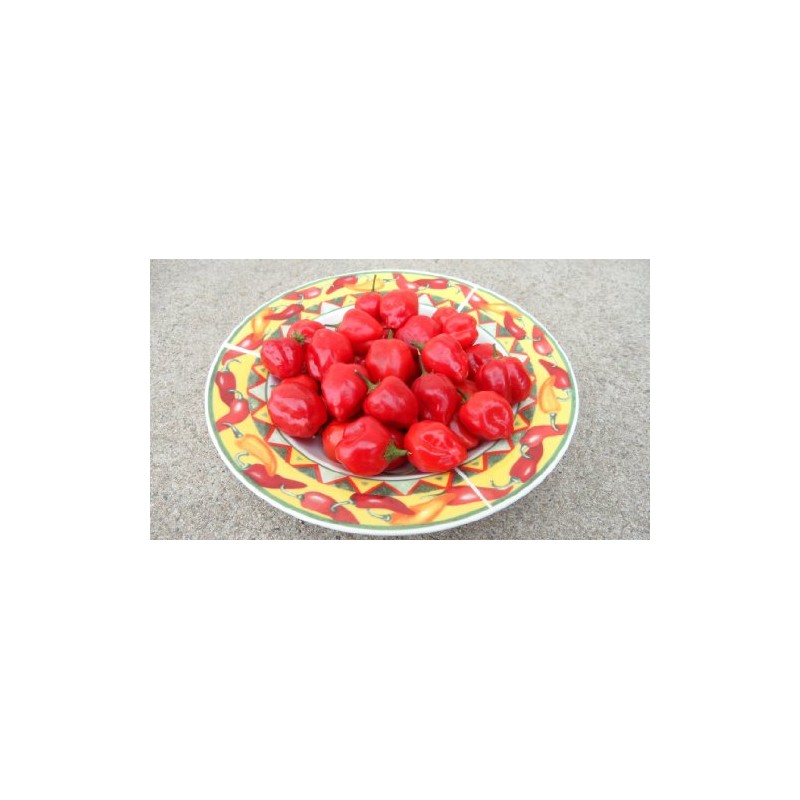 Malawi Piquante Pepper 10+ Seeds