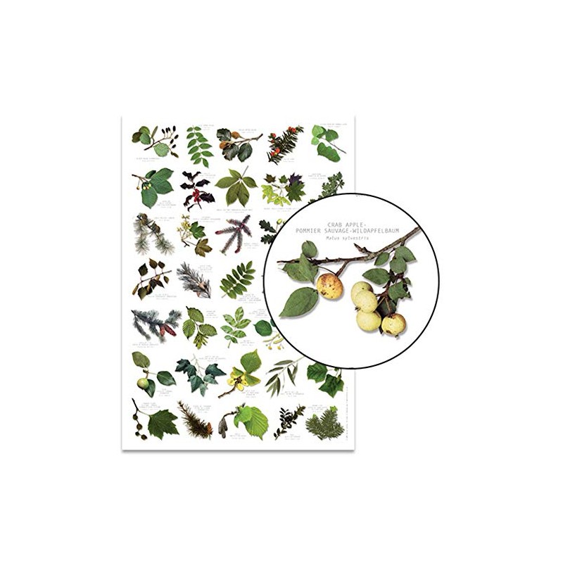 Buzz BRITISH TREE LEAF Nature Identification Poster - 35 Images