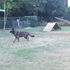 Dog/Puppy Obedience Recall Training Agility Lead - 15ft 20ft 30ft