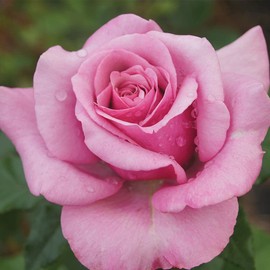 Heirloom Roses Rose Plant - Purple Fragrancia Purple Rose Bush, Hybrid Tea Live Plant for Planting Outdoors