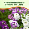 Outsidepride Mixed Alyssum Seeds - 2000 Pcs Annual, Drought-Tolerant &