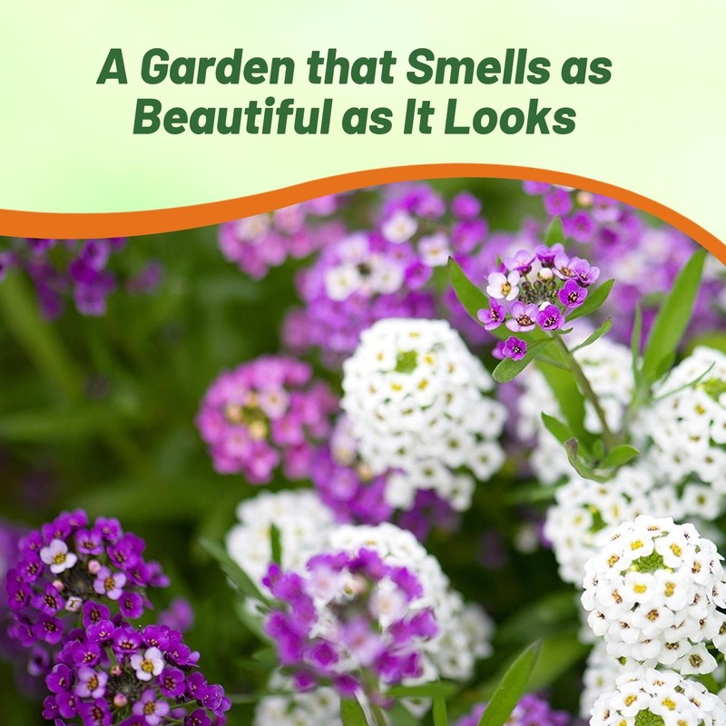 Outsidepride Mixed Alyssum Seeds - 2000 Pcs Annual, Drought-Tolerant &