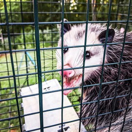 HOMESTEAD Heavy Duty Live Trap - Professional Style One-Door Live Animal Traps for Rabbit, Squirrel, Possum, Skunk, Kitten, Mink Small