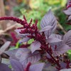 Hopi Red Dye Amaranth Seeds (Amaranthus cruentus x A. powellii)