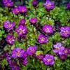 Outsidepride Saxifraga Purple Robe - 2000 Seeds