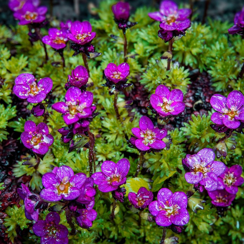 Outsidepride Saxifraga Purple Robe - 2000 Seeds
