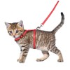 Flamingo Kitten Harness with Lead - Aiwa | Adjustable (15-25cm,