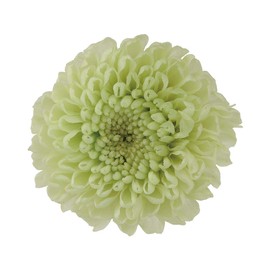 Flor Ever FL000410-064 Preserved Flowers, Pom Pom Mom, Citrus Green, Approx. Flower Diameter 1.0 - 1.2 x 1.3 x 1.8 inches (2.5 - 3 x 3.3 - 4.5 cm), 8 Wheels