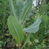 Palm Beach Medicinal Herbs - Wild Lettuce (Lactuca virosa) -