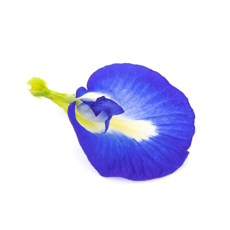 Blue Pea Flower Tea whole Loose flowers 30grams delicate and
