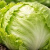 Crisphead Iceberg Lettuce Seeds – Compact Round Heads with Crisp