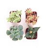 Shop Succulents | Assorted Collection of Live Succulent Plants, Hand