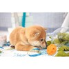 Voarge Palla for Dogs, Indistruttibiles, Interactive Toy for Medium Dogs,