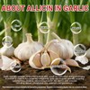 2 Years Aged Garlic Extract Capsules – 300 Count 7500mg