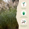Bloomingbulb Ornamental Grass, Silver Feather Grass, Outdoor Planting, Decorative Garden
