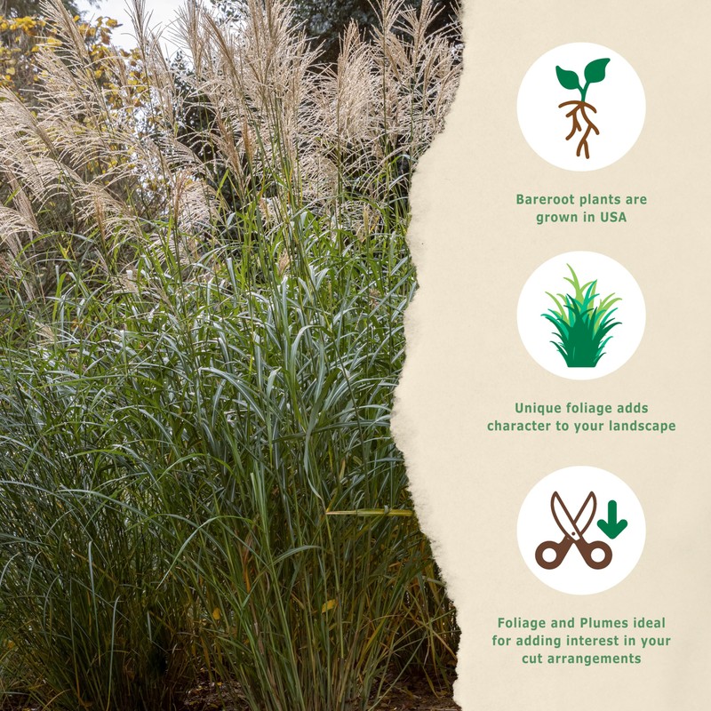 Bloomingbulb Ornamental Grass, Silver Feather Grass, Outdoor Planting, Decorative Garden