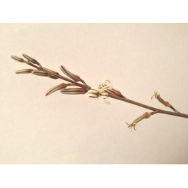 Haworthia Attenuata-Wide Zebra-Super White Zebra