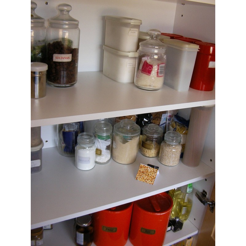 MaxLure Food/Kitchen Moth Trap pack of 3