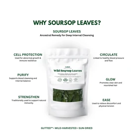 Wild Soursop Leaves – 100% Natural | Sun-Dried Herbal Tea - 100 Large Leaves- Premium Quality