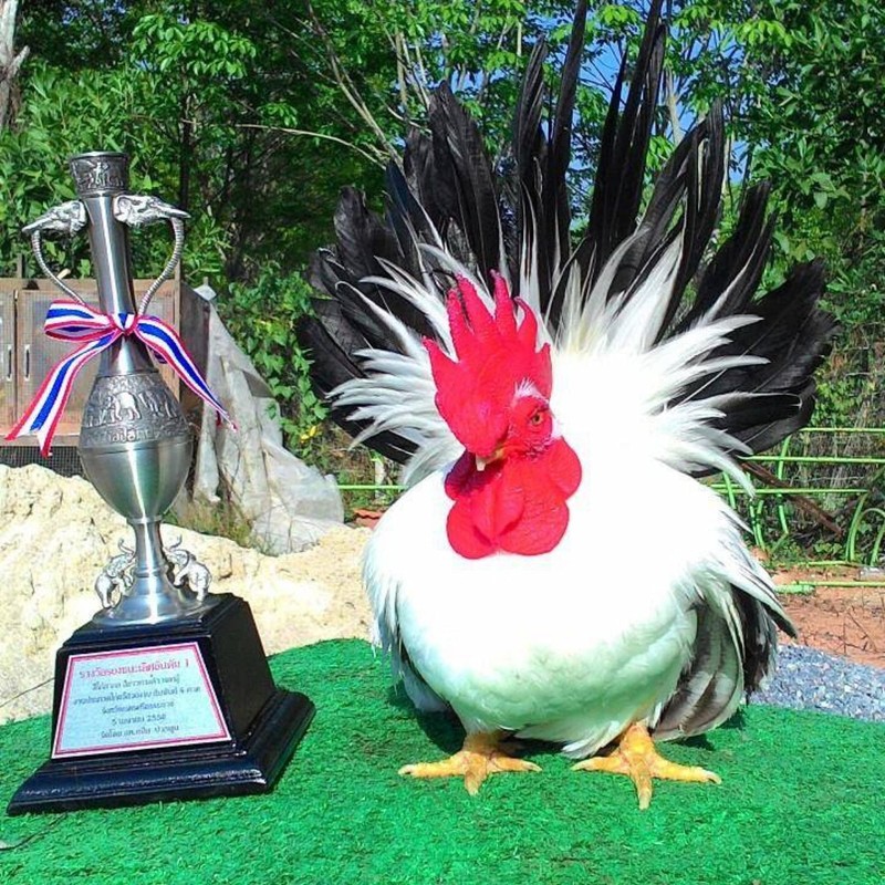 HULX Power MAX 100 Tablets, Long Term Strengher & Energy