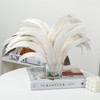 Holmgren Off-White Rooster Tail Feathers - 60pcs 12-14inch Large Rooster