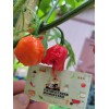 Carolina REAPER Super HOT Pepper Seeds Unique Creek Homestead Certified