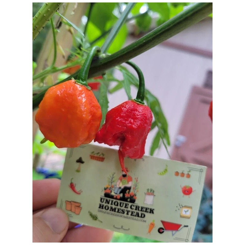 Carolina REAPER Super HOT Pepper Seeds Unique Creek Homestead Certified