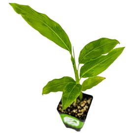 Galanga (Thai Ginger) Live Herb Plant - Alpinia Galangal by Wellspring Gardens Starter Plant - Spice for Southeast Asian Cooking - Planting and Culinary Use - Citrus, Black Pepper, Pine Needle Flavor