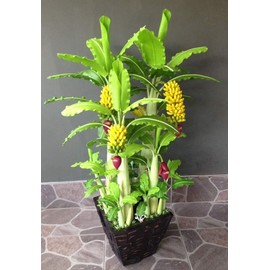 FUN AND GROW SEEDS: Seeds Ornamental Banana Tree Perennial Flowers Plant