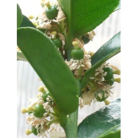 Thai Greenhouse Kaffir Lime Tree- Grafted Semi-Dwarf Kaffir Lime (Thai Ma-Grood)