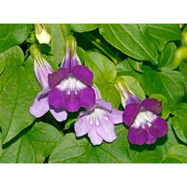 Seeds4planting - Seeds Trailing Snapdragon Asarina Joan Perennial Flowers
