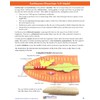 NewPath Earthworm Dissection 3-D Model Making Kit - Individual Student