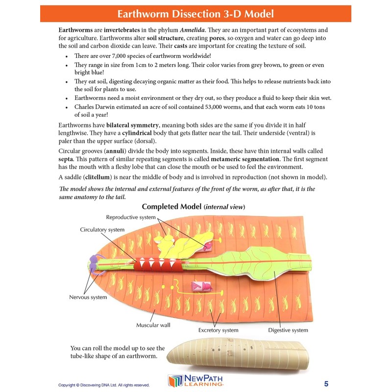 NewPath Earthworm Dissection 3-D Model Making Kit - Individual Student