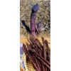 Purple Passion Asparagus 10 Roots - Passion in The Garden