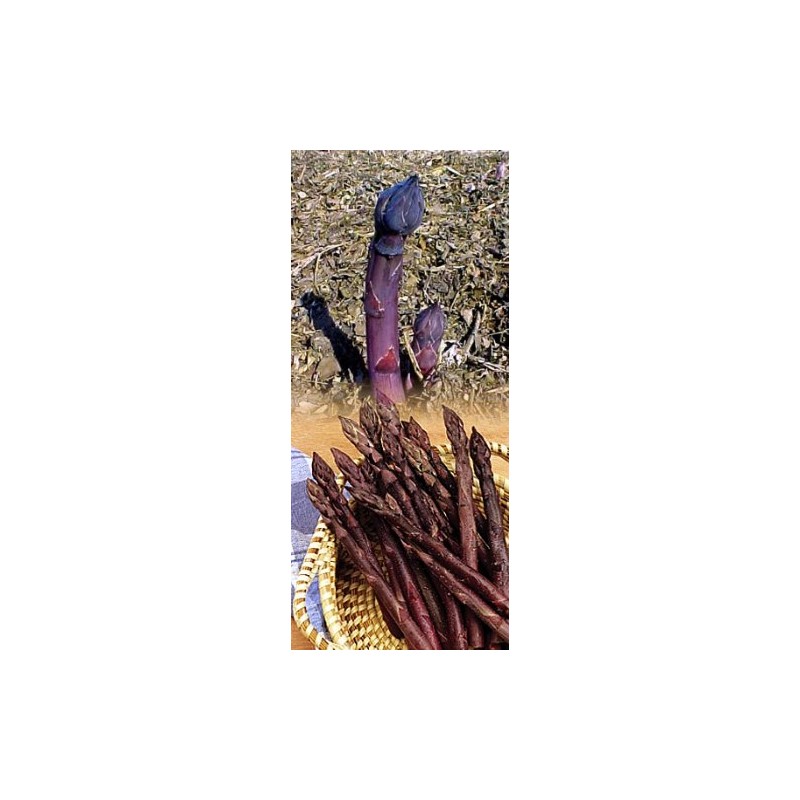 Purple Passion Asparagus 10 Roots - Passion in The Garden
