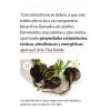 Black Maca Suplemento Maca Negra Vegano 30 Cápsulas 750mg Sin
