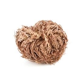 ONE - Rose of Jericho Flower | Flor de Jericó - Resurrection Plant | Selaginella Lepidophylla | Dried Rose I Sacred Rose I Doradilla Plant | 2.5'' - 3'' I Spiritual Cleansing, Luck, and Prosperity