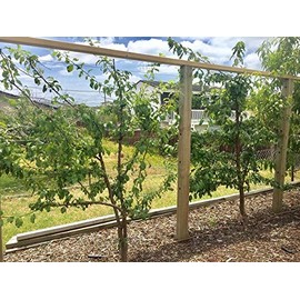 Espalar Post Mounted Heavy-Duty Espalier/Trellis STARTER Kit for Climbing Plants,Vines and Greenwalls (Wire and tools included)