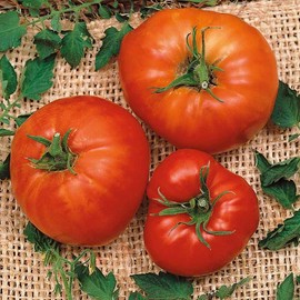 Eden Brothers Tomato Seeds - Marglobe Non-GMO Seeds for Planting, 1/4 lb | Low-Maintenance Vegetable Seeds, Plant During Warm Season, Zones 10, 3, 4, 5, 6, 7, 8, 9