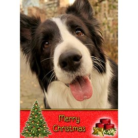 Border Collie Dog Christmas Card 'Merry Christmas' - Special Animal Xmas Card for Him Her from Pets Kids