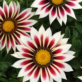 Outsidepride Gazania Garden Leader Rose Striped - 200 Seeds