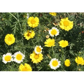 10,000 Garland Crown Daisy Chrysanthemum Flower Seeds, Premium Non-GMO, Open Pollinated, US Grown Seed, Always Fresh!