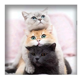 5D DIY Diamond Painting Full Drill Three Cats Adult Diamond Art Full Kit Painting by Numbers Diamond Puzzles for Adults Embroidery Simple Cross Stitch Kits Mosaic Rhinestone Home Decor Gift 30 x 30 cm